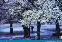 Japanese Aesthetic Flower Cherry Blossom. it Stock Image - Image of love, culture: 244864457 Japanese Aesthetic Flower Cherry Blossom. it Stock Image - Image of love, culture: 244864457