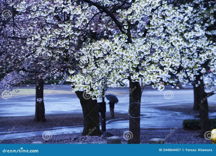 Japanese Aesthetic Flower Cherry Blossom. it Stock Image - Image of love, culture: 244864457 Japanese Aesthetic Flower Cherry Blossom. it Stock Image - Image of love, culture: 244864457
